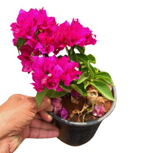 Mix Colour Bougainvillea Flower Seeds For Home Garden