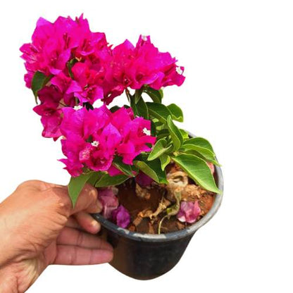 Mix Colour Bougainvillea Flower Seeds For Home Garden