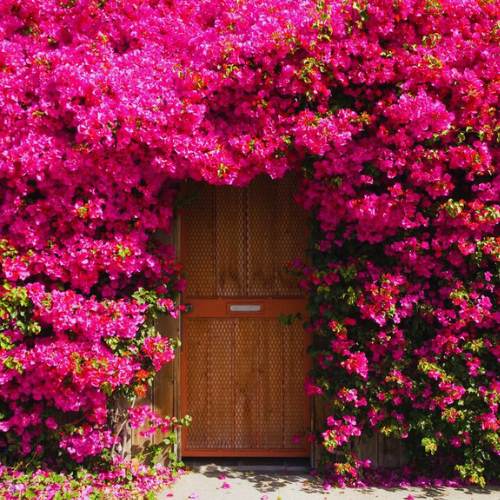 Mix Colour Bougainvillea Flower Seeds For Home Garden