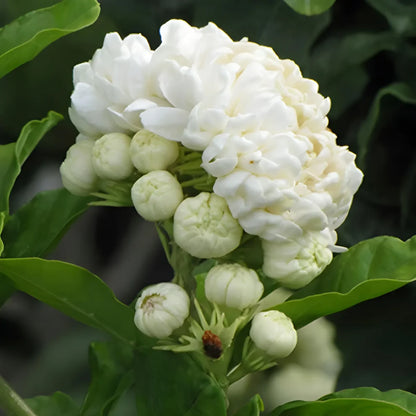 Premium Double Jasmine Seeds