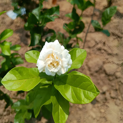 Premium Double Jasmine Seeds