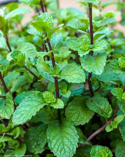 The Latest Ornamental And Edible Mint Varieties