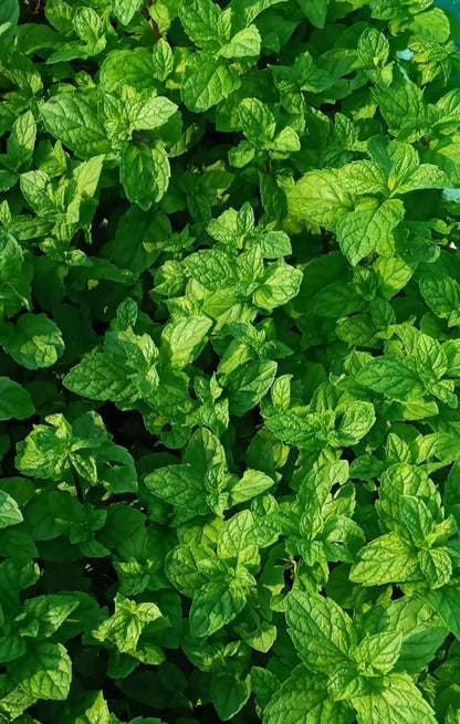 The Latest Ornamental And Edible Mint Varieties