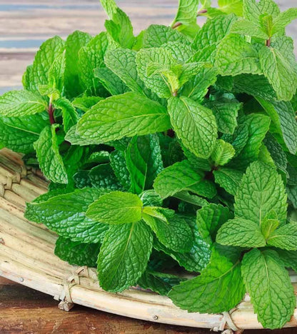 The Latest Ornamental And Edible Mint Varieties