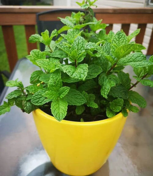 The Latest Ornamental And Edible Mint Varieties
