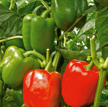 4 Different Color Capsicum Hybrid Seeds Packet