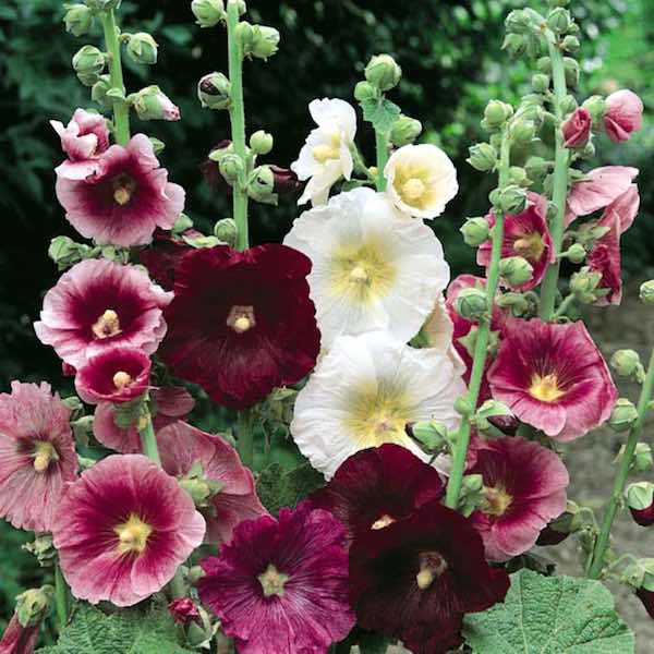 Hollyhock Mixed Color - Flower Seeds