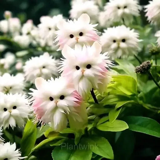 Cat Eye Dazzle Seeds and Free Organic Pot Mix 100 Grams