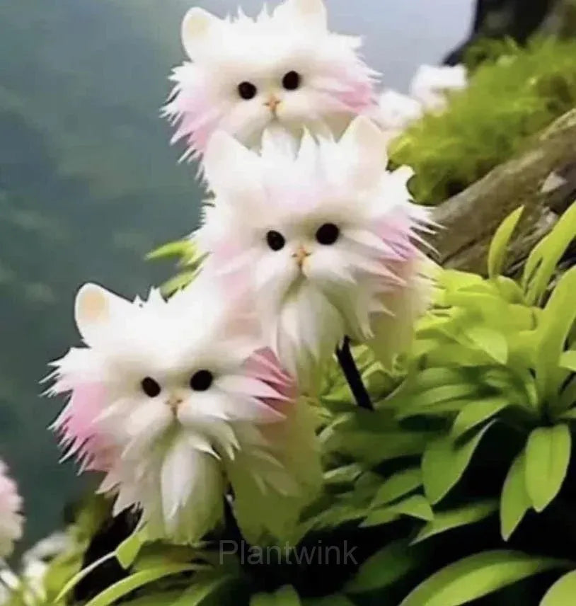 cats eye dazzle flower seeds Cat Eye Dazzle Seeds and Free Organic Pot Mix 100 Grams – Richjeen Healthcare