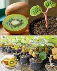**Growing Kiwi in Your Kitchen Garden: A Guide for Gardening Lovers**