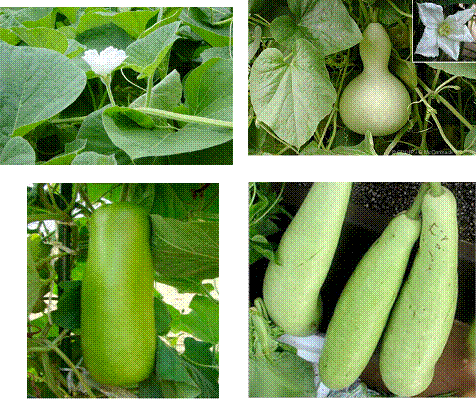 3 Different Varieties Bottle Gourd Seeds Combo Pack