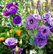 🌸 Multicolor Lisianthus Flower Seeds 🌸