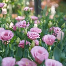 🌸 Multicolor Lisianthus Flower Seeds 🌸