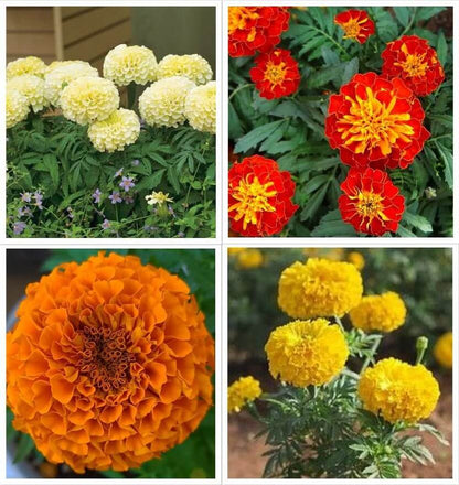 3 Different Color Varieties of Marigold Seeds Combo Pack