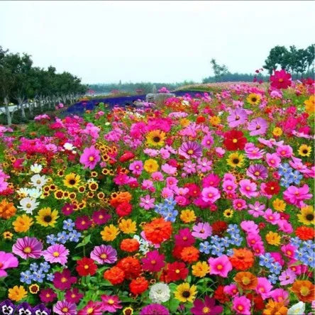 multi flower seeds Premium Quality Flower seeds – Richjeen Healthcare