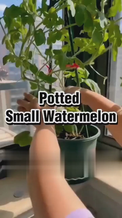 Potted small watermelon seeds