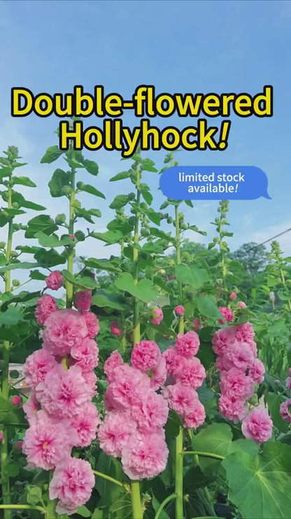 Hollyhock "Country Romance" Mixed Colors – Premium Flower Seed