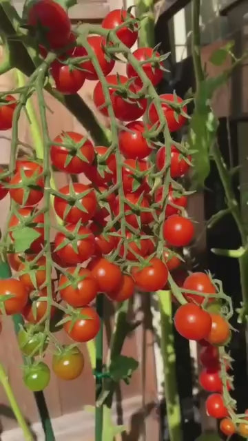 Waterfall Tomato Seeds - High-Yielding Cherry Tomato Variety (300g Pack)