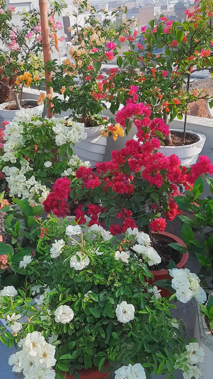 Mix Colour Bougainvillea Flower Seeds For Home Garden