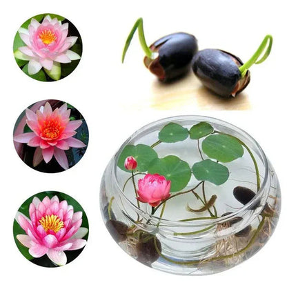 Bonsai Lotus Flower Seeds