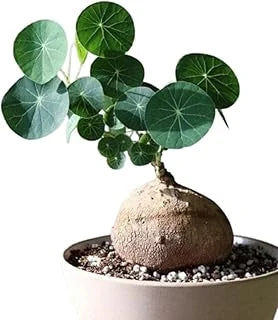 Stephania Erecta Plant