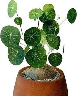 Stephania Erecta Plant