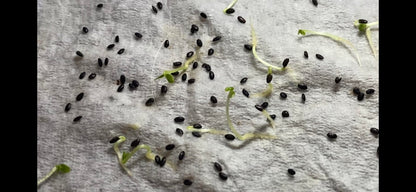 Emerald Gold Kiwi – High-Yielding Fruit Seeds