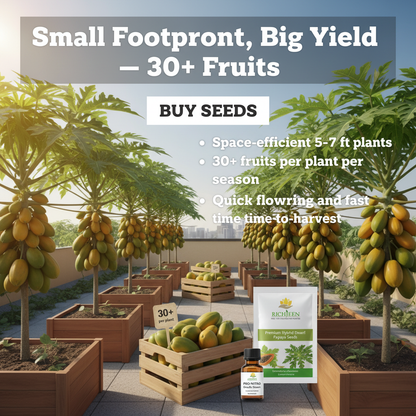 Big Harvest, Small Space: Premium Hybrid Dwarf Papaya Seeds 🥭+ Plant Growth Supplement Free