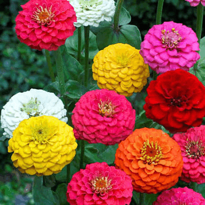 MONSOON FLOWER MEGA COMBO KIT